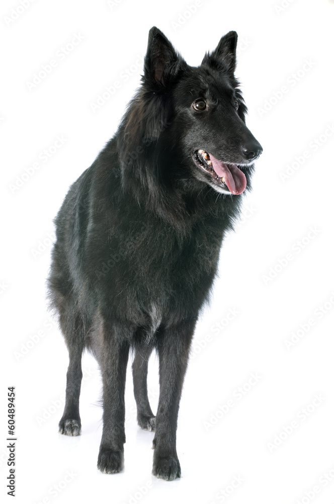 groenendael groenendael