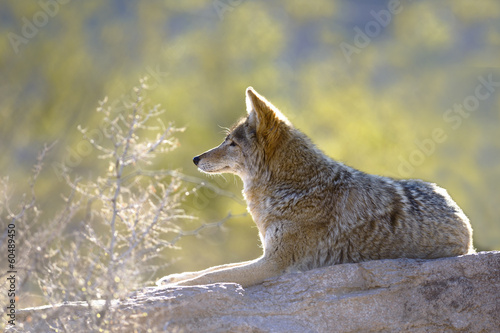 Foto coyote