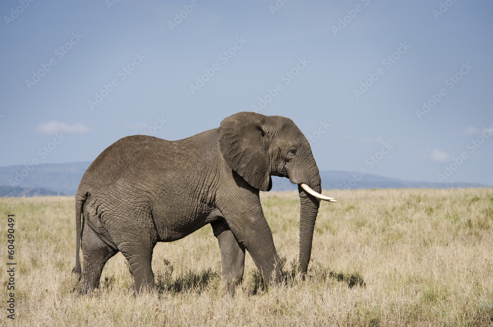 Elephant walking in savannah