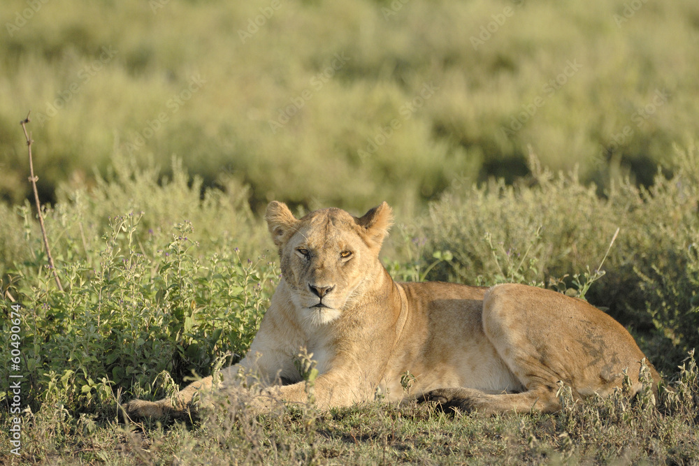 Lioness lying in grass. Lioness lying in grass.