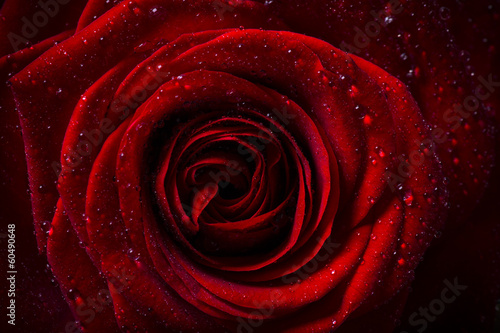 Natural red roses background #60490648