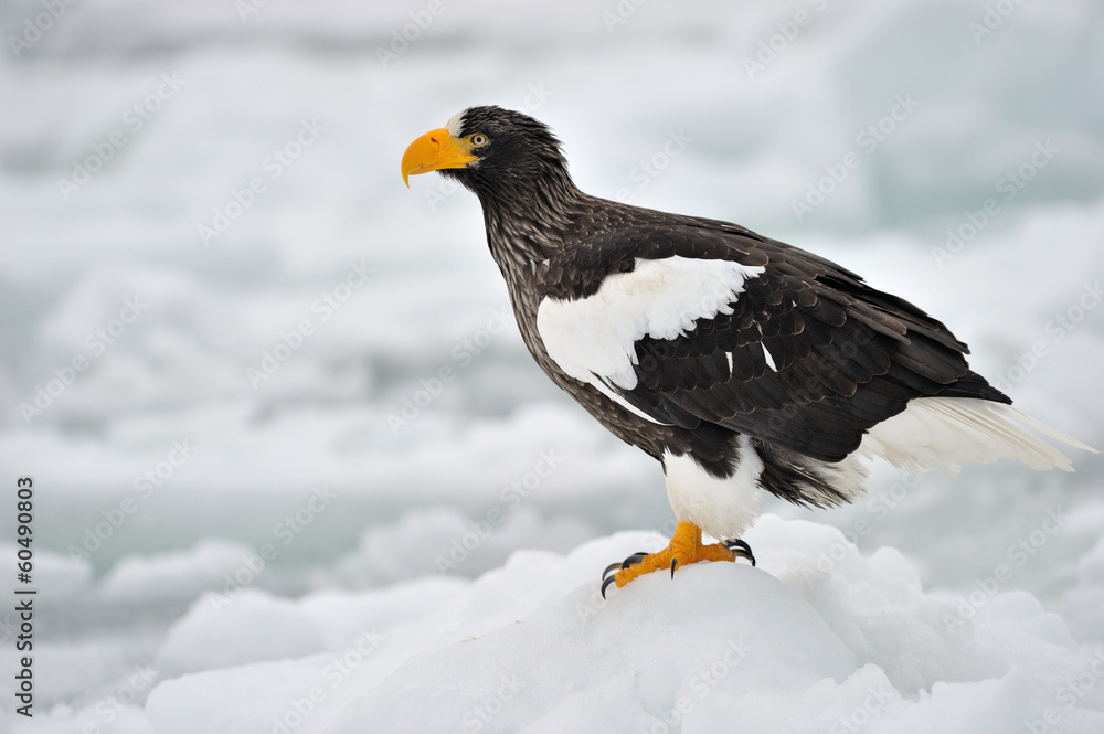 Obraz premium Steller's Sea Eagle standing on pack ice.