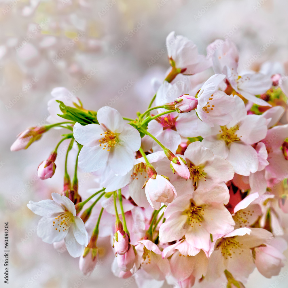 A branch of the cherry blossoms.