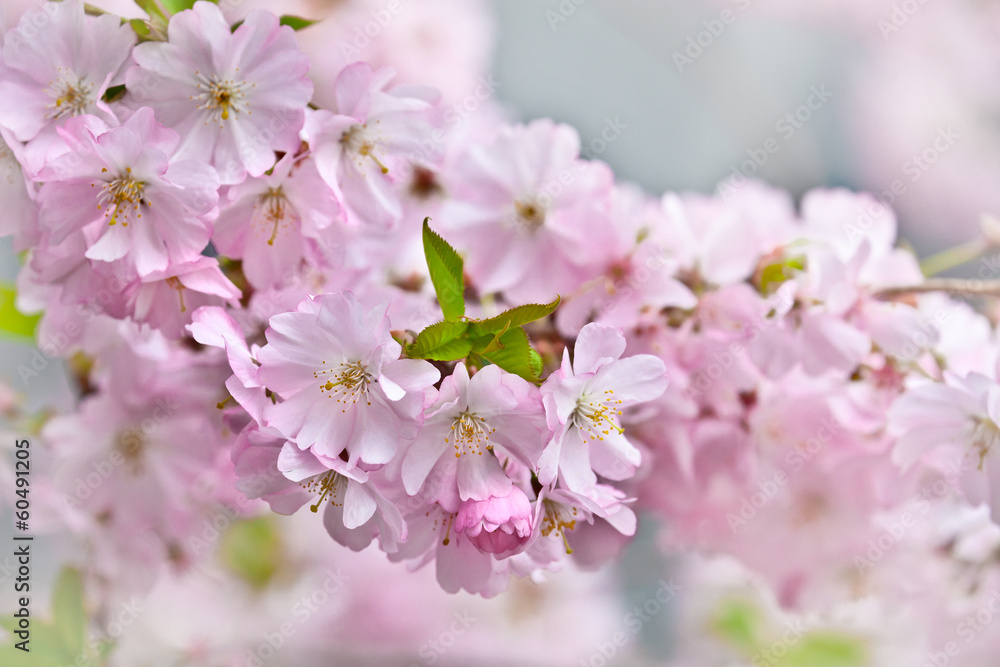 A branch of the cherry blossoms.