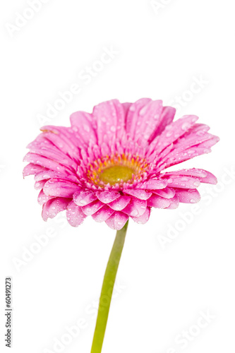 Colored gerber flower