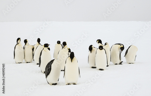 Group of unconcerned emperor penguins photo