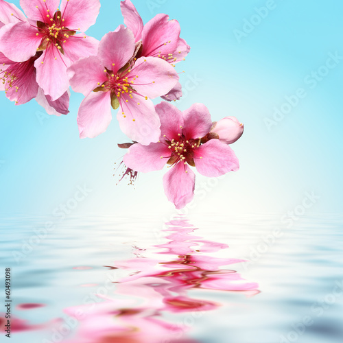 Peach flower,water background