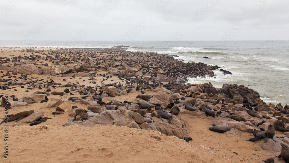 Cape fur seal (Arctocephalus pusillus)