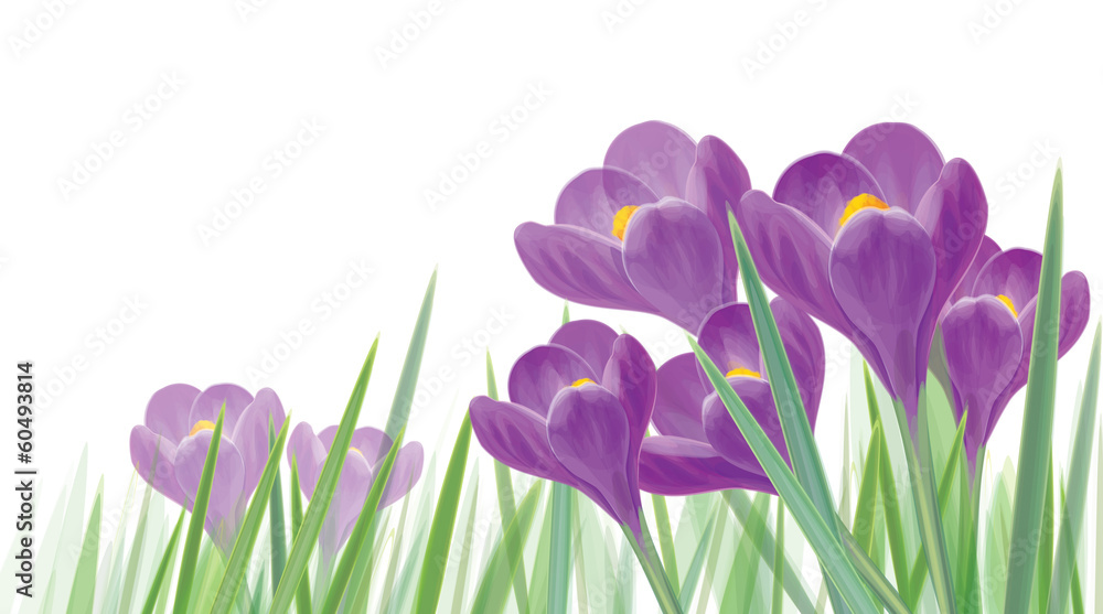 Vector spring crocuses flowers isolated.