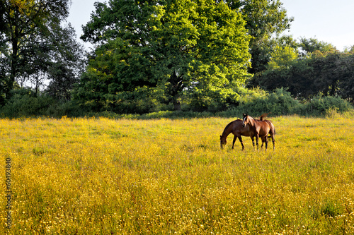 Horses graze in the meadow. © ARTENS