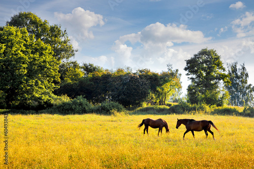 Horses graze in the meadow.