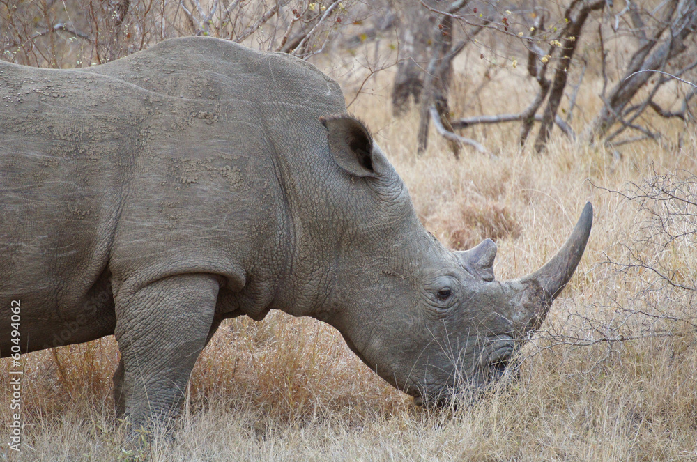 Obraz premium Nashorn