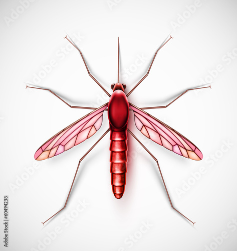 One isolated mosquito, eps 10