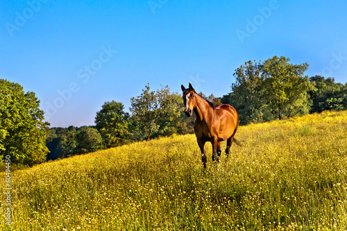 Horses graze in the meadow.