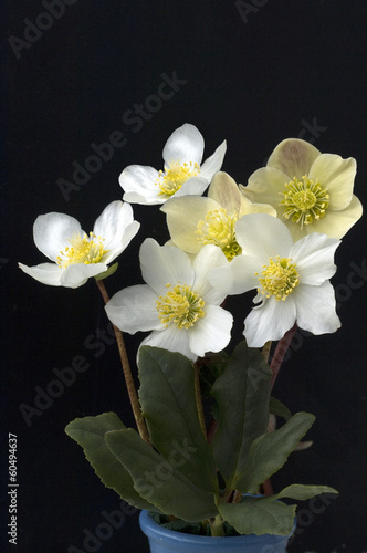Christrose  Helleborus  niger  Cinnamon  Snow  Gartenpflanze 