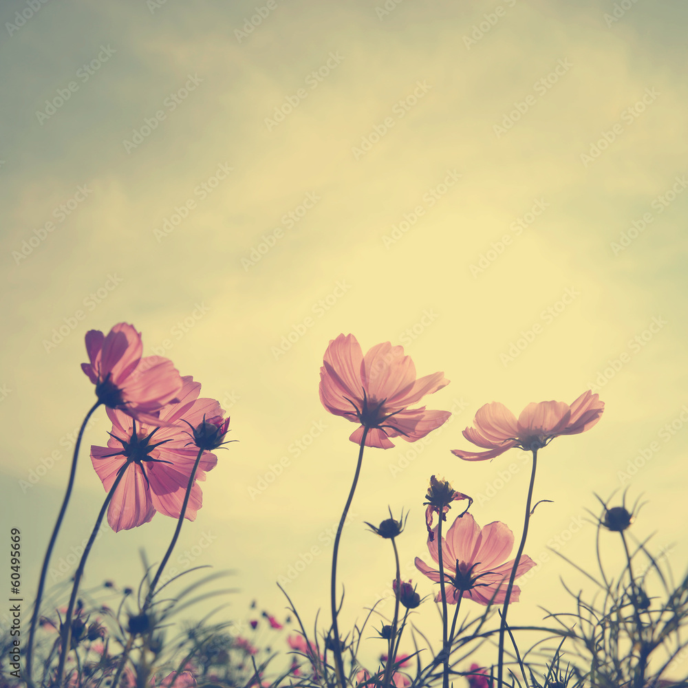 Vintage Cosmos flowers in sunset time - obrazy, fototapety, plakaty 