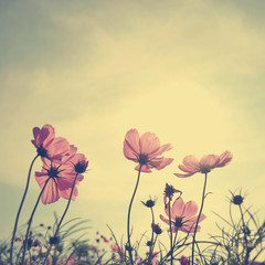 Keuken achterwand Foto van de dag Vintage Cosmos flowers in sunset time  © jakgree