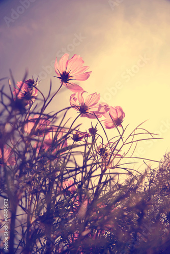 Obraz piękne kwiaty w stylu Vintage na tle promieni słonecznych
