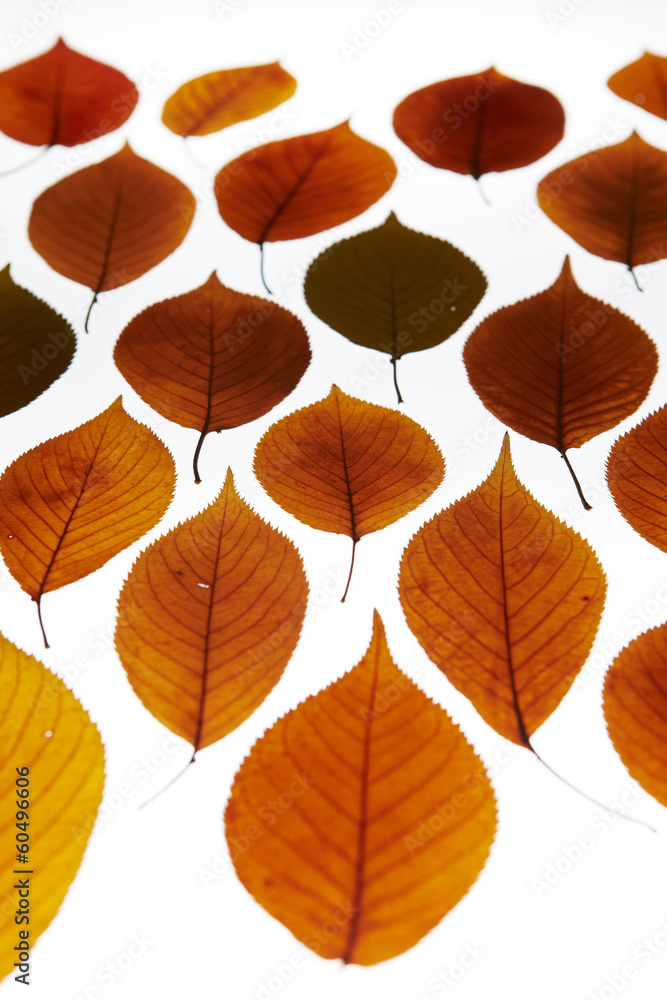 Fall maple leaves background Fall maple leaves background