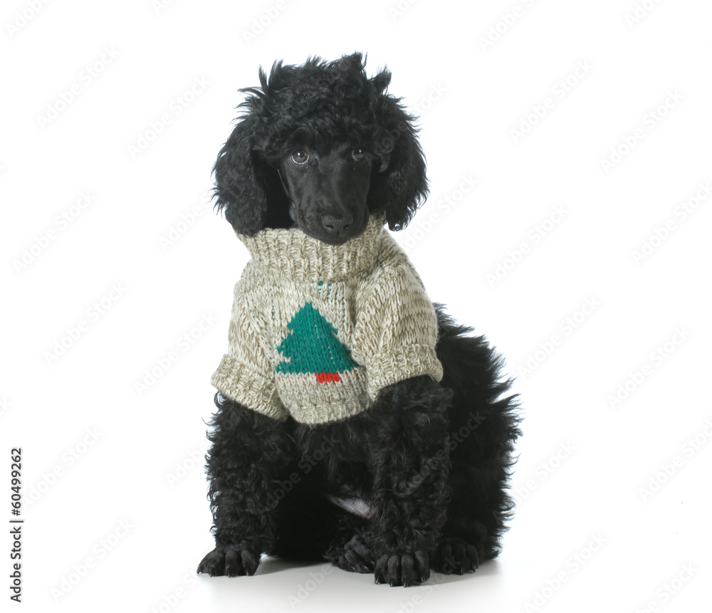 christmas puppy christmas puppy