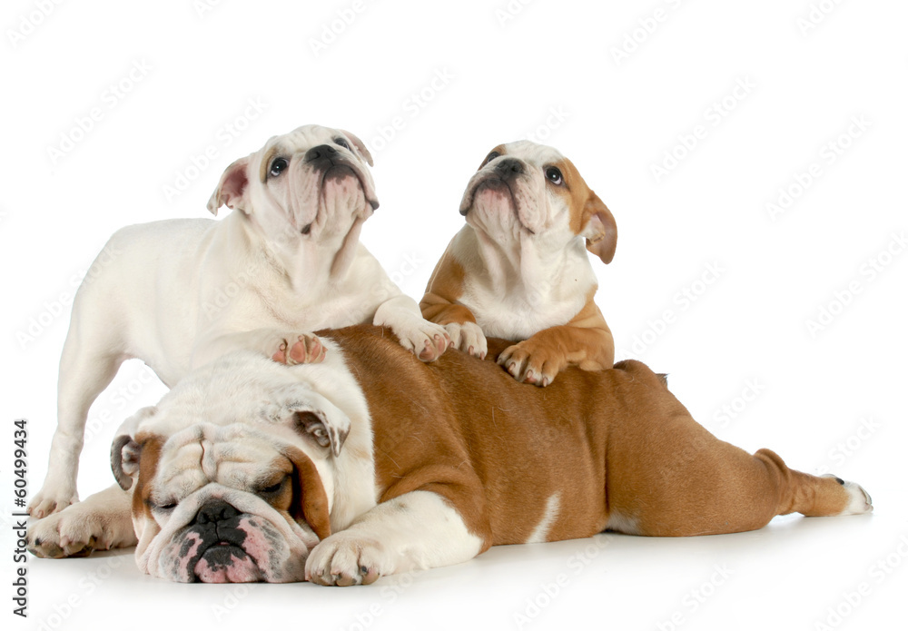 english bulldog family english bulldog family