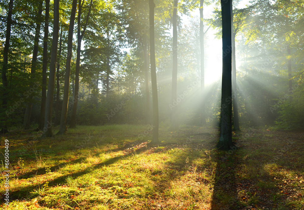 Obraz premium Forest