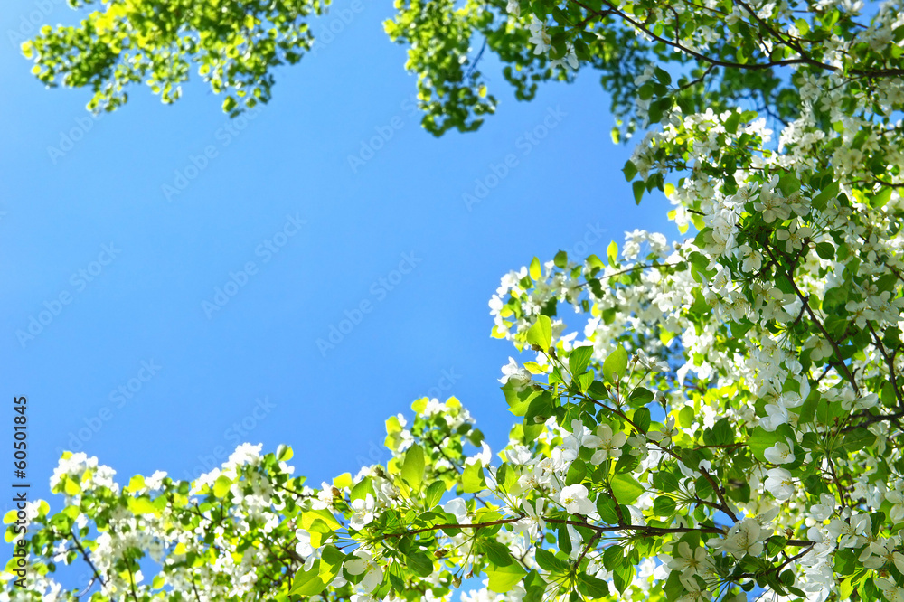 Apple blossom in full bloom over the blue sky background with sh