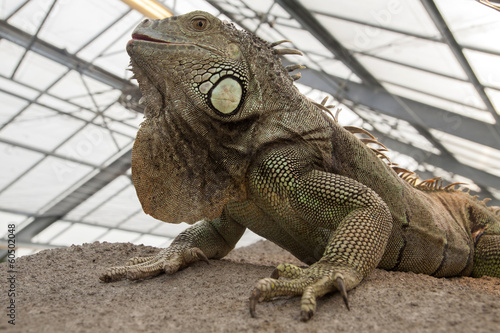 Large iguana reptile on a rock.