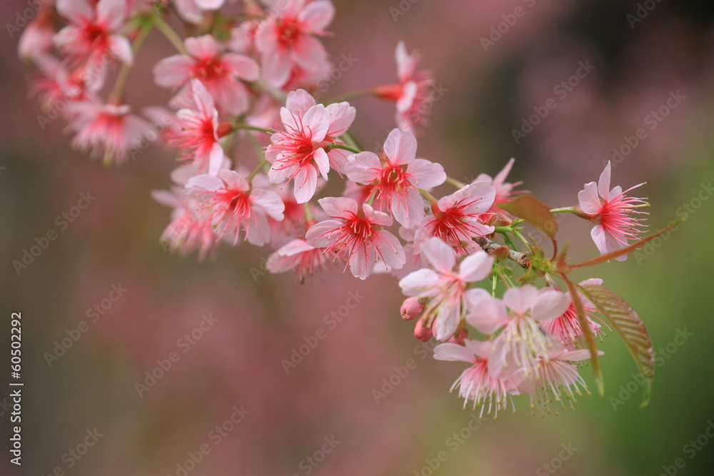 Obraz premium Himalayan Cherry (Prunus cerasoides) blooming.