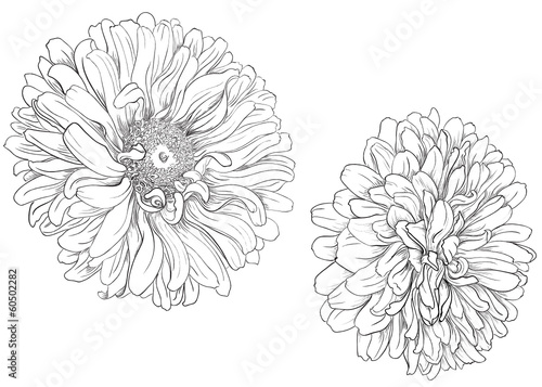 Flower hand drawn aster