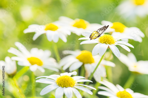 Fototapeta Naklejka Na Ścianę i Meble -  White Daisy Flower with Butterfly