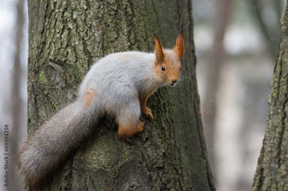 Eurasian red squirrel watching for enemies. Eurasian red squirrel watching for enemies.