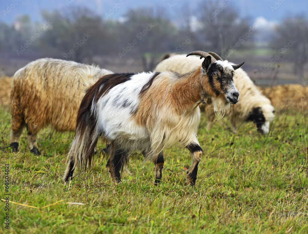 Obraz premium Herd of sheep on a mountain pasture