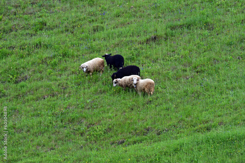 Fototapeta premium Sheep grazing in a pasture in the spring