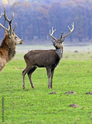 Spotted deer