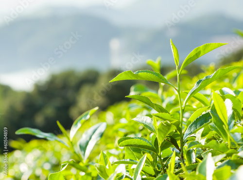 Green tea garden on the hill China south