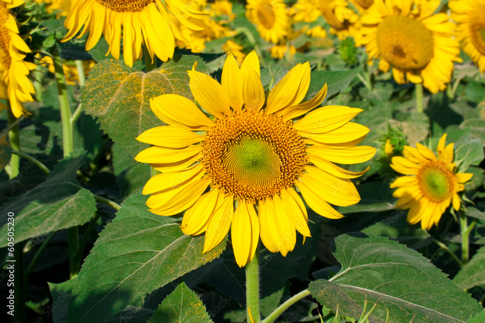 Obraz premium Sunflower