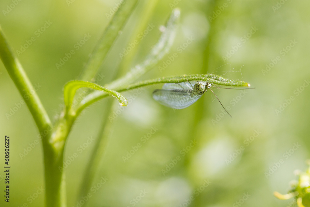 Lacewing Lacewing
