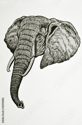ritratto di testa di elefante