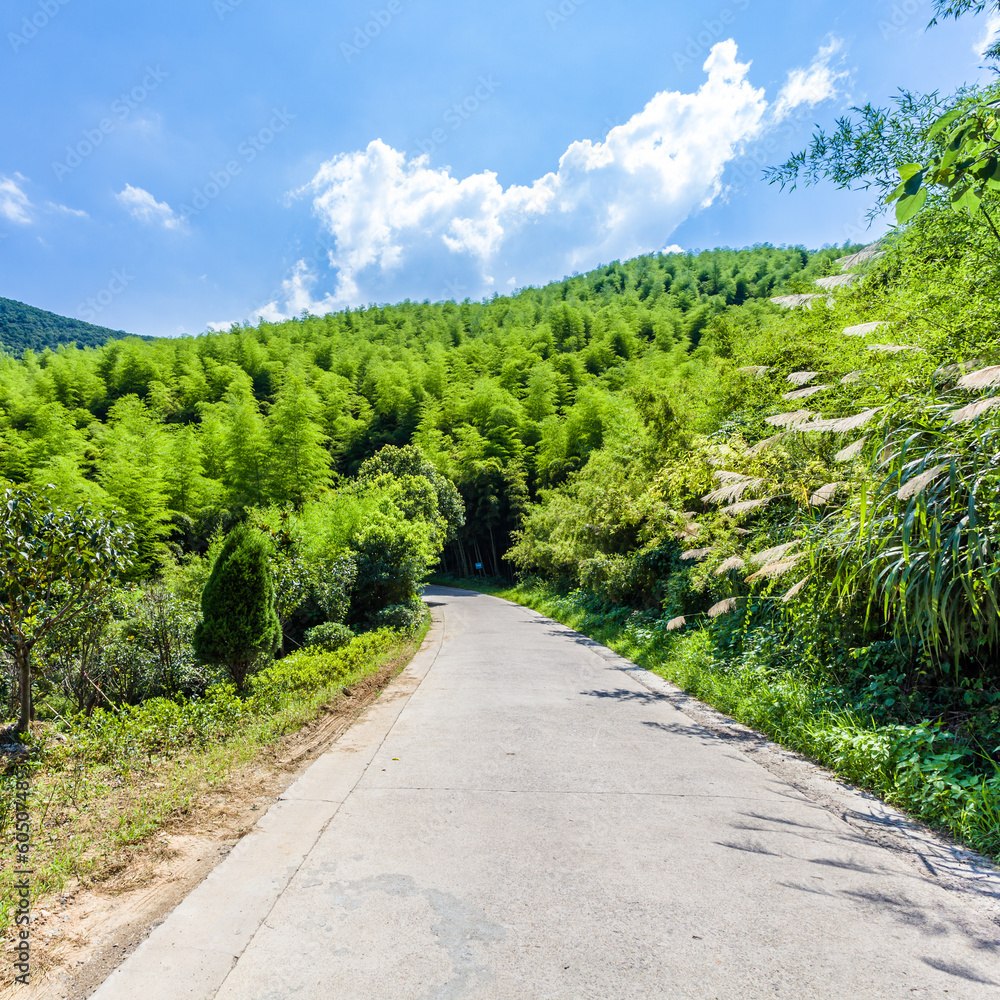 Road through the bamboo forest Road through the bamboo forest
