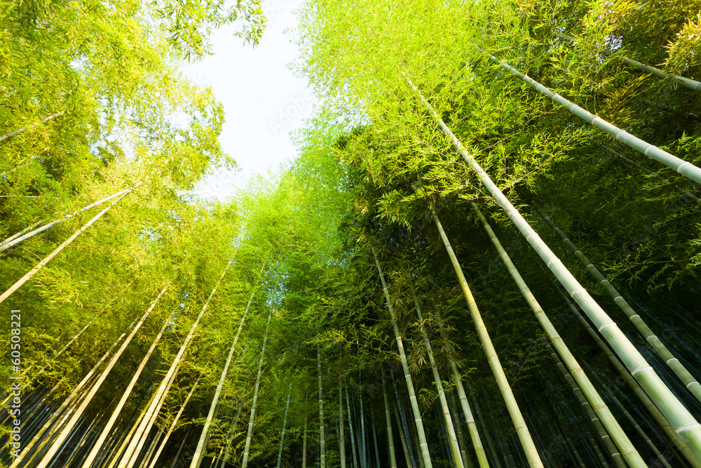 bamboo forest - obrazy, fototapety, plakaty 