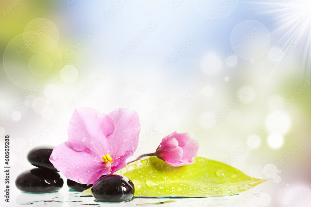 Fototapeta Black spa stones and flower on colorful background