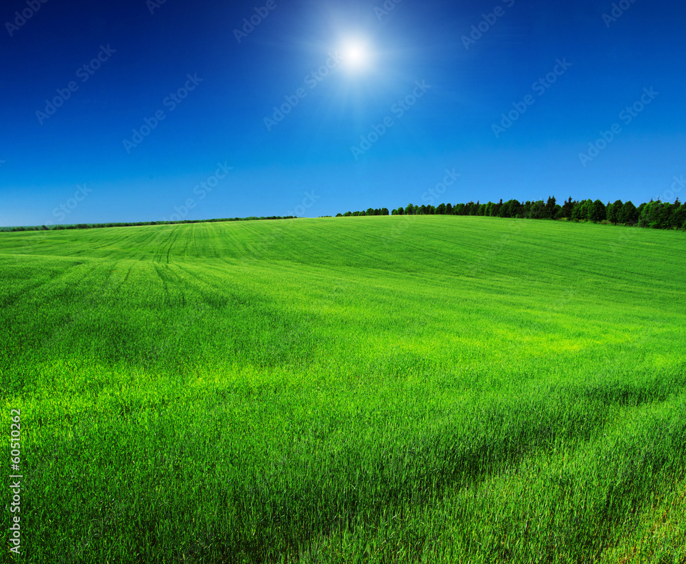 Obraz premium field