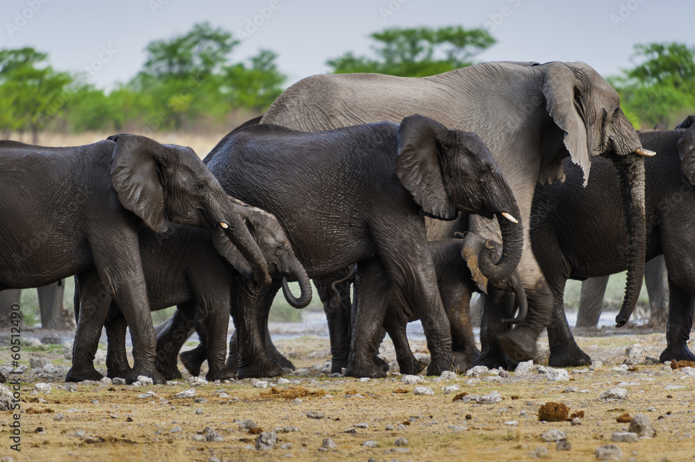 Elefanten am Rietfontein Wasserloch, Etosha , Namibia