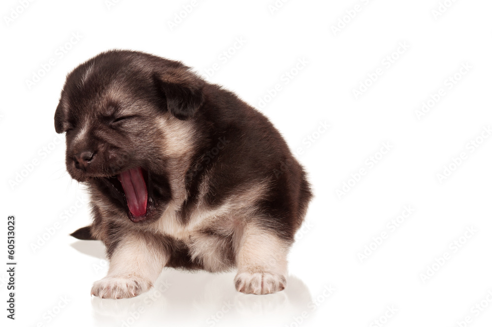 Obraz premium Cute puppy