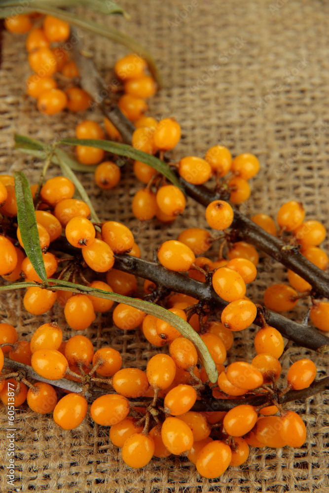 Branches of sea buckthorn on sackcloth background
