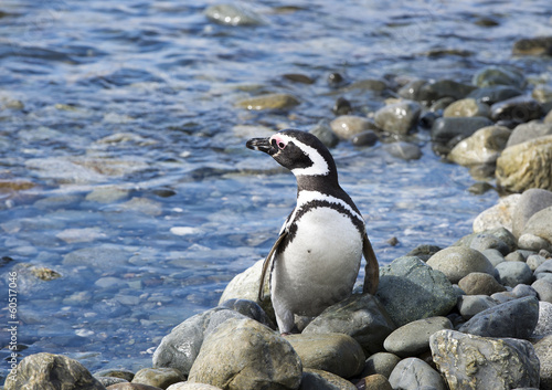 Penguin at the Strait of Magellan coast