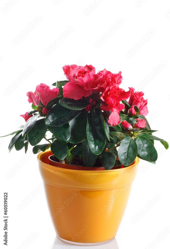 pianta di azalea fiorita in vaso