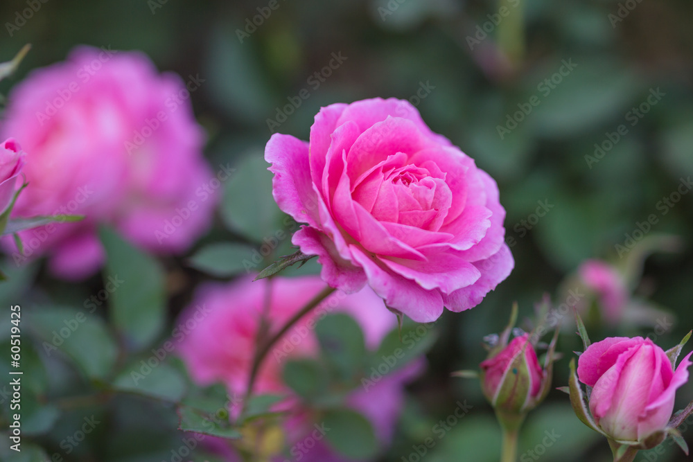 pink rose as a natural  background