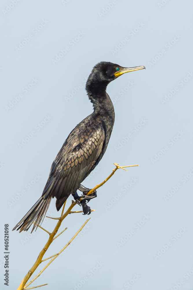 Obraz premium The portrait of Indian Cormorant in nature